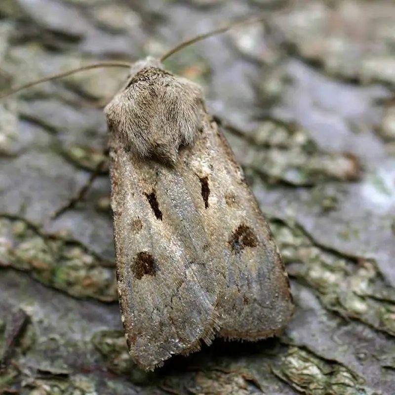 800px-Agrotis_exclamationis01