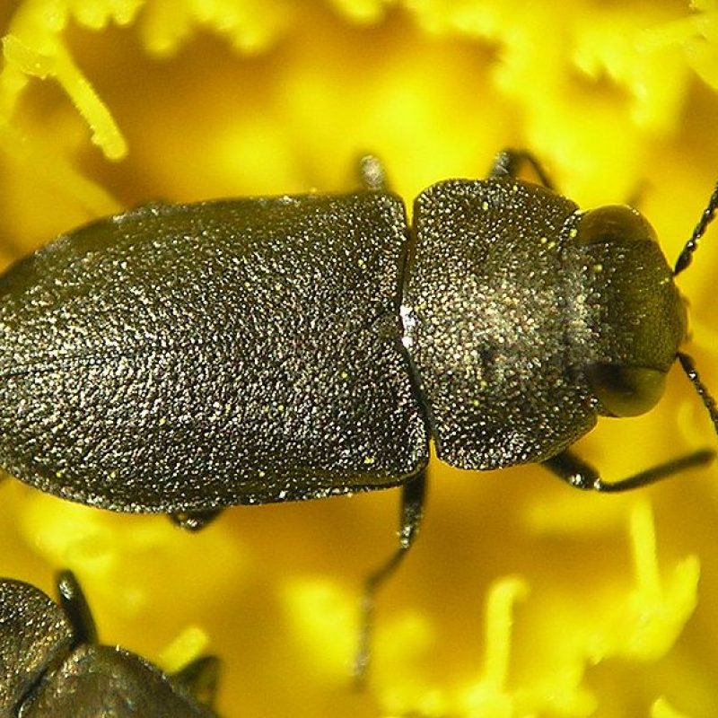 800px-Anthaxia_quadripunctata_with_hieracium_pilosella_2_bialowieza_beentree