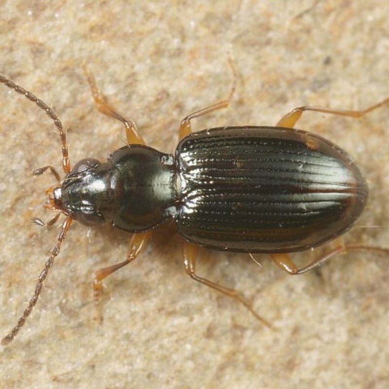 800px-Bembidion_assimile