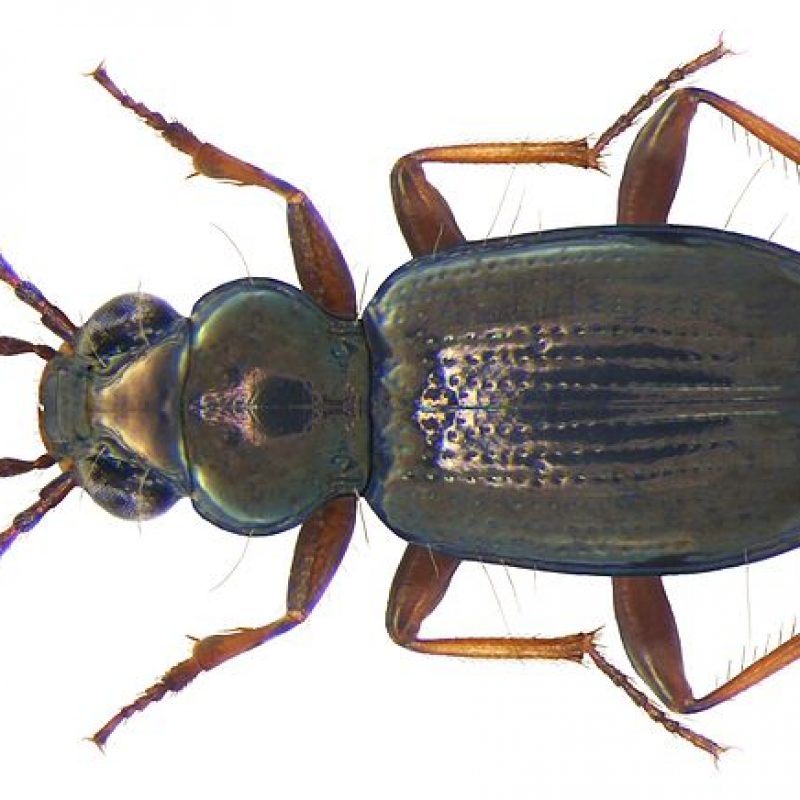 800px-Bembidion_lampros_(Herbst,_1784)_(4014426584)