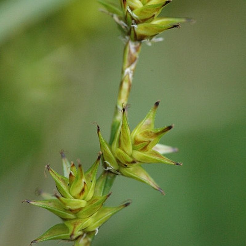 800px-Carex.echinata