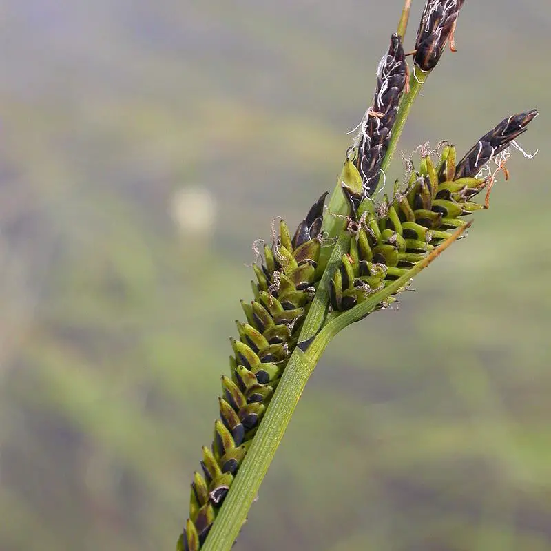 800px-Carex_nigra