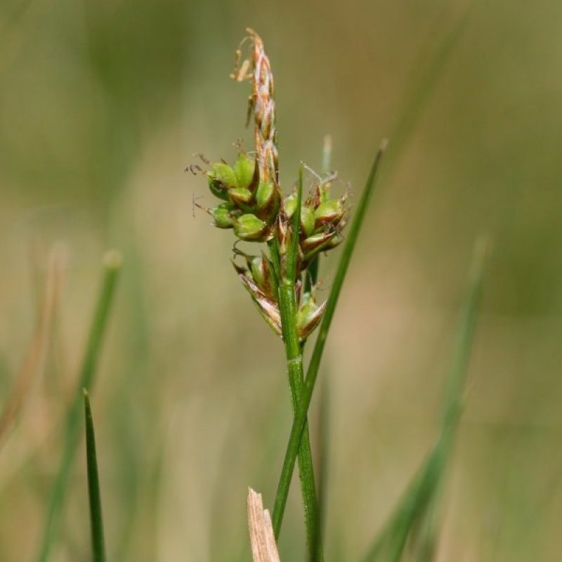 800px-Carex_pilulifera
