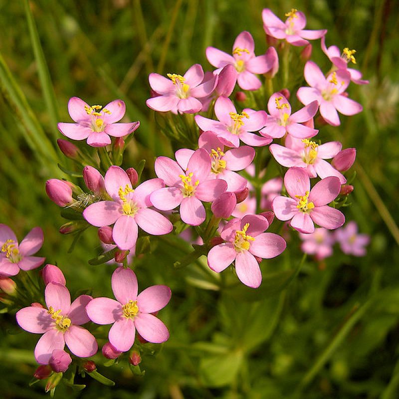800px-Centaurium_erythraea_(flowers)