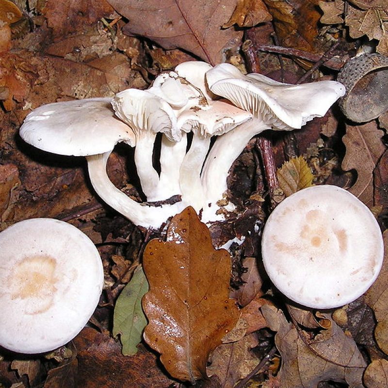 800px-Clitocybe_phyllophila_041031w