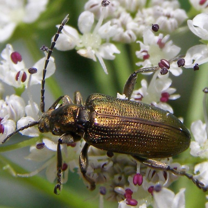 800px-Coleoptera-Chrysomelidae-Donacia-semicuprea-201206170071