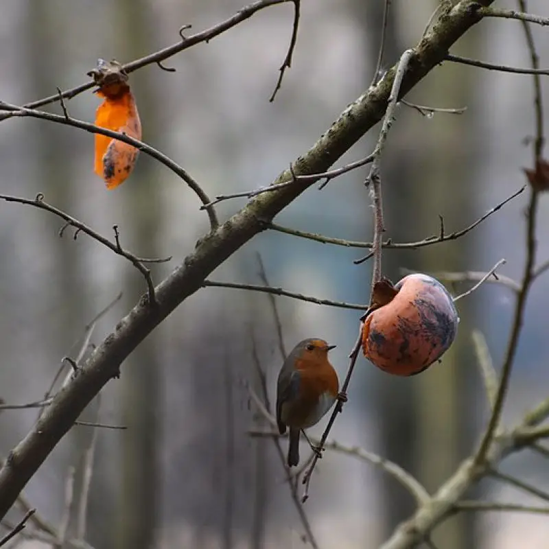800px-The_robin_and_the_persimmon