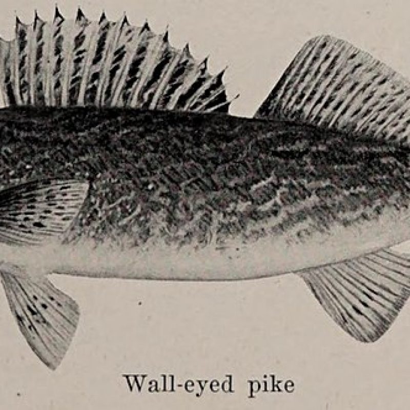 800px-Wall-eyed_pike,_illustration_from_The_Encyclopedia_of_Food_by_Artemas_Ward