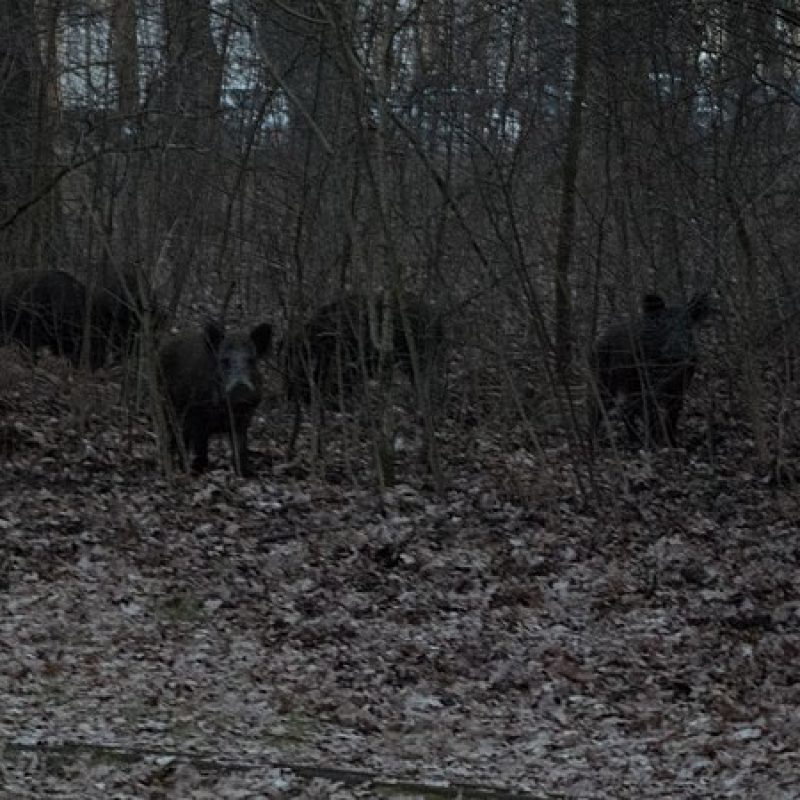 800px-Wild_boars_in_a_park_in_Berlin-Spandau_01