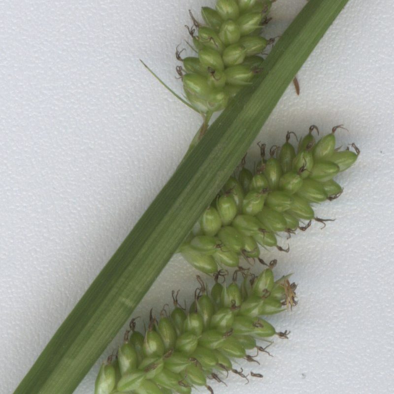 Carex_pallescens_Ährchen