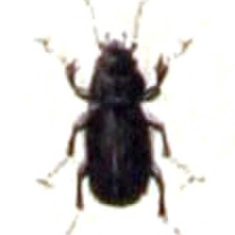 Pterostichus.vernalis.-.calwer.05.28