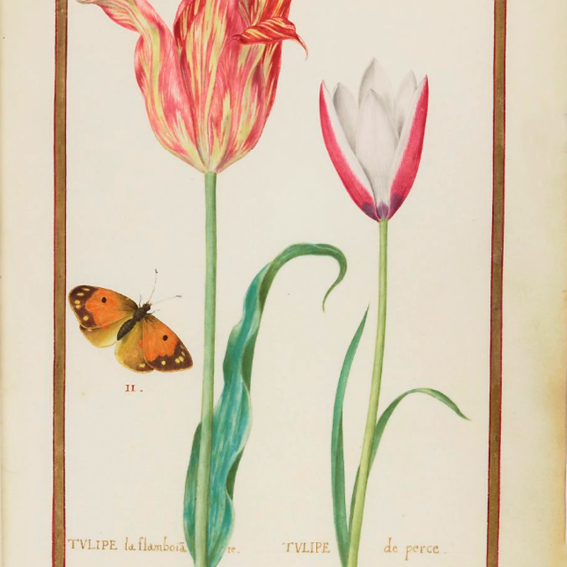Tulipe_la_flamboiante,_tulipe_de_perce,_Le_souci,_Rabel_1624_17