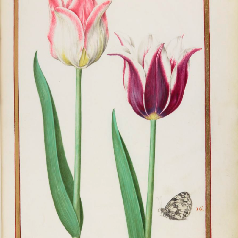 Tulipes_bordées,_Le_demi-deuil,_Rabel_1624_33